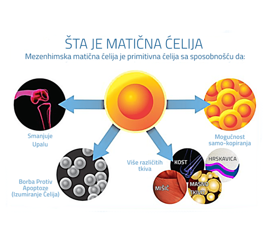 maticne celije stem
