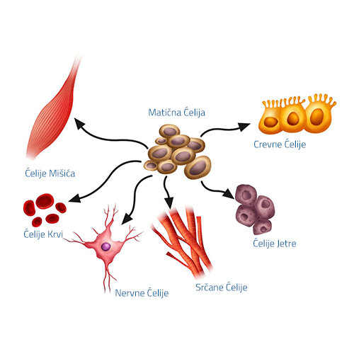 matične ćelije